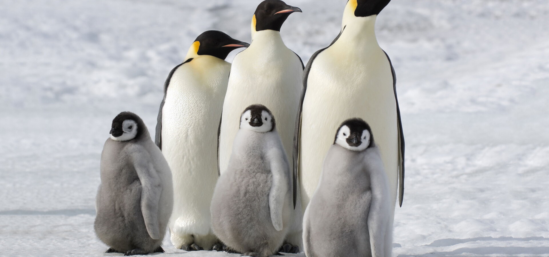 Putování tučňáků: Volání oceánu