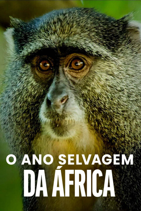 Rok v africké divočině