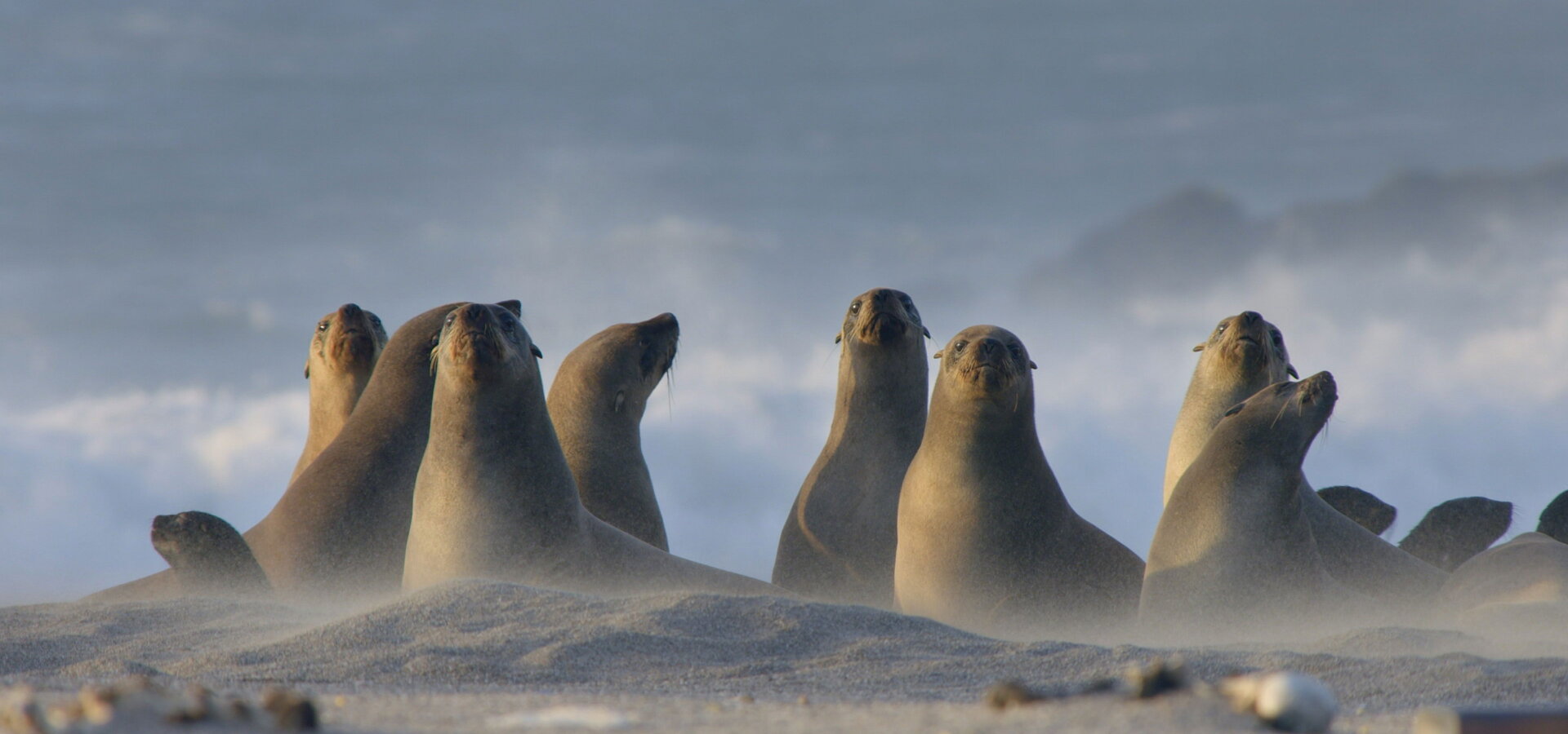 Rok v africké divočině
