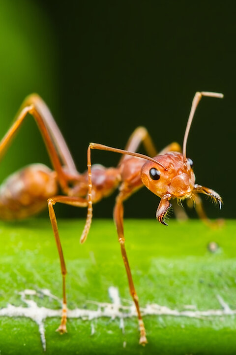 Utajené podzemní světy aneb Tajuplný život mravenců