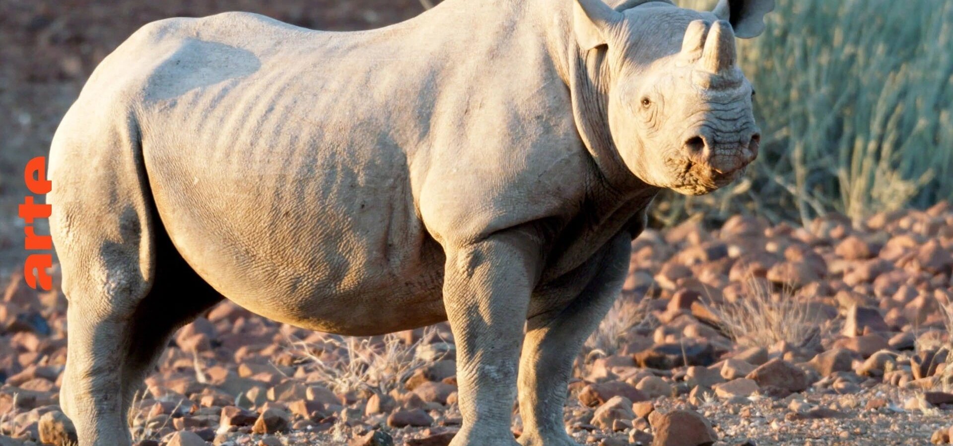 Zachraňte divočinu