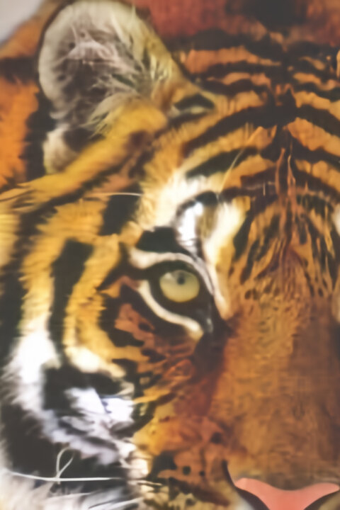 Amba, ussurijský tygr