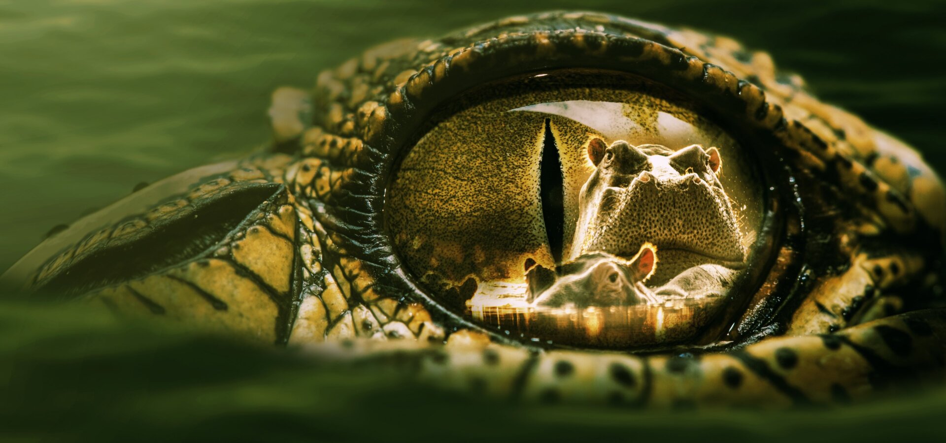 Hroch versus krokodýl