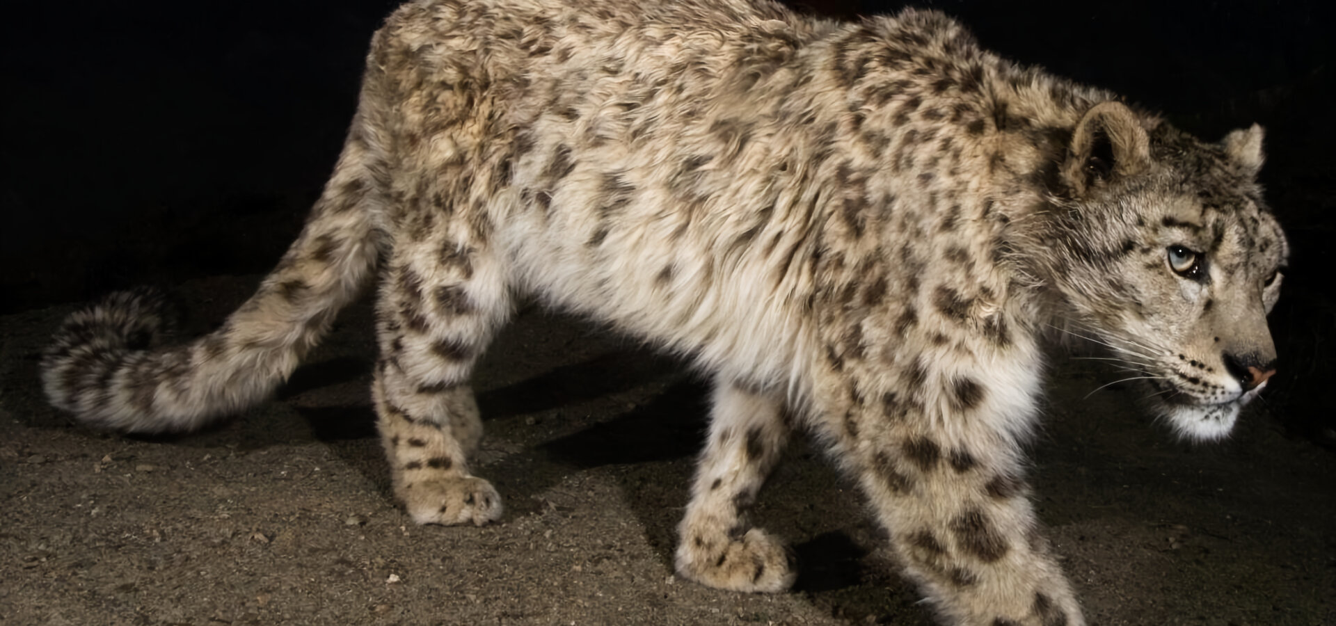 Irbis horský z Afghánistánu