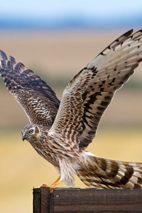 Moták lužní - ten, který létá v polích