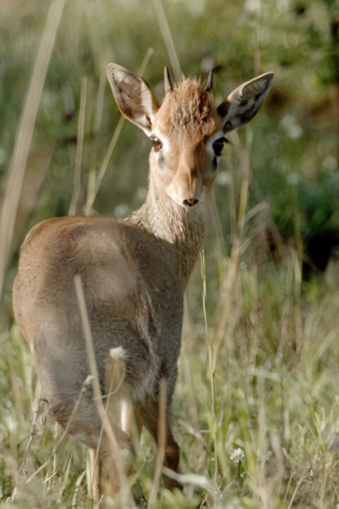 Neznámý kout Afriky - Mount Suswa
