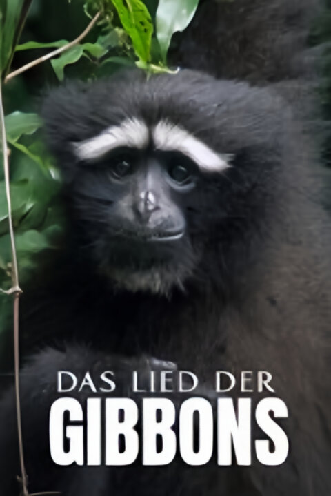 Píseň pro lásku aneb Primáti na seznamce