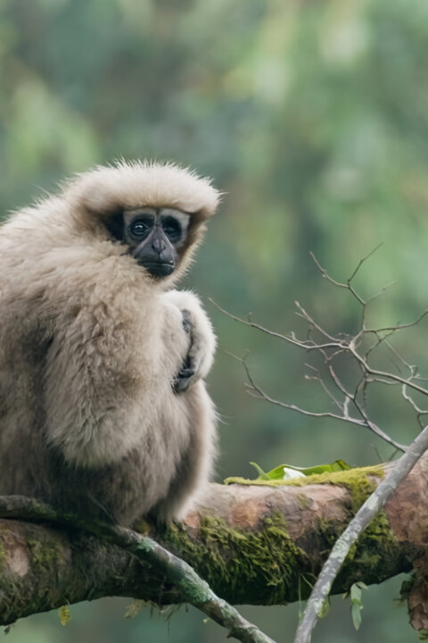 Píseň pro lásku aneb Primáti na seznamce