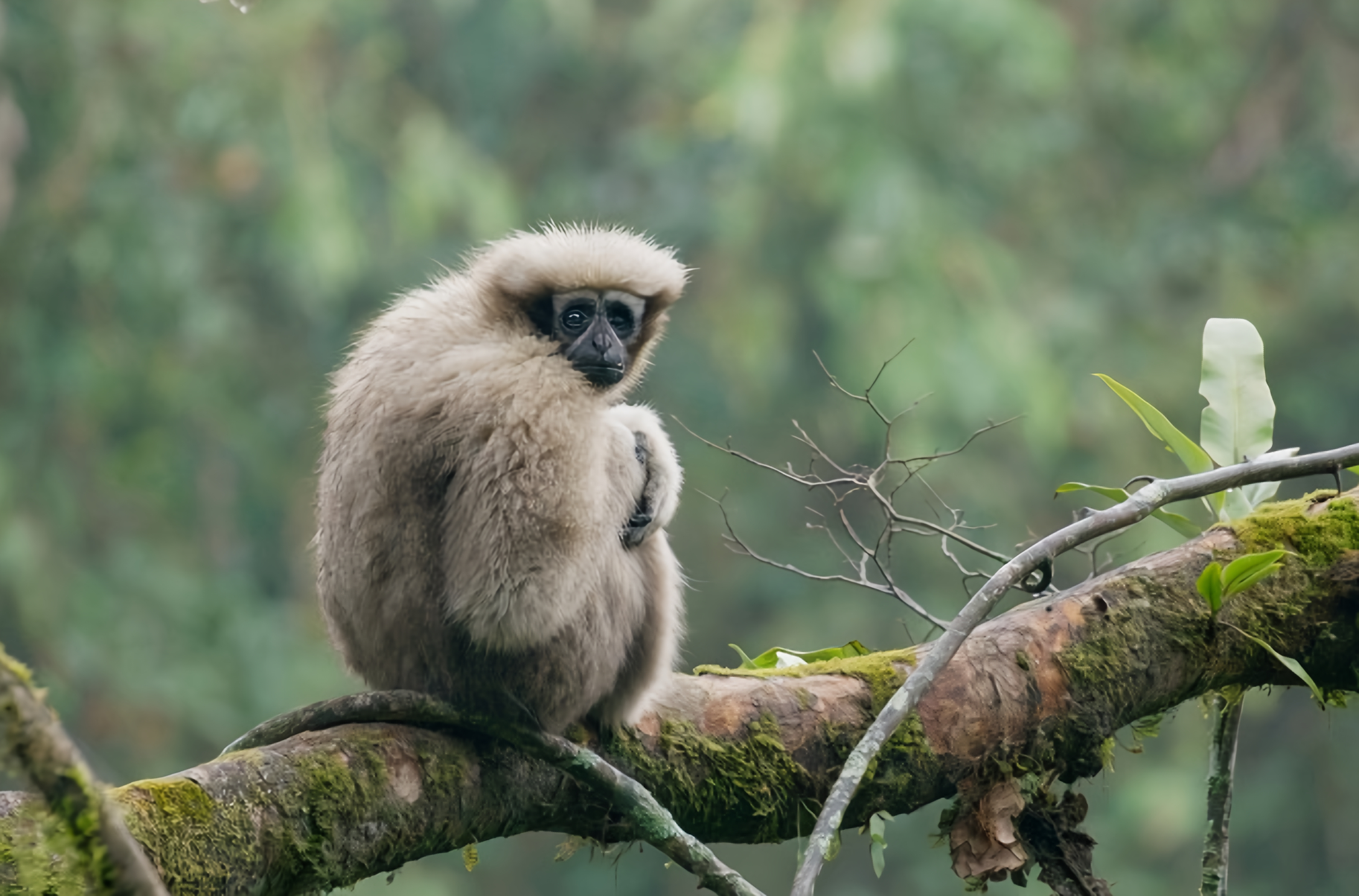 Píseň pro lásku aneb Primáti na seznamce