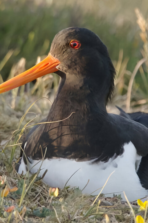 Příroda Nizozemska