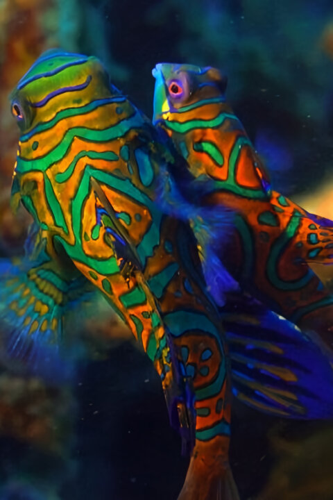 Strategie rozmnožování v přírodě