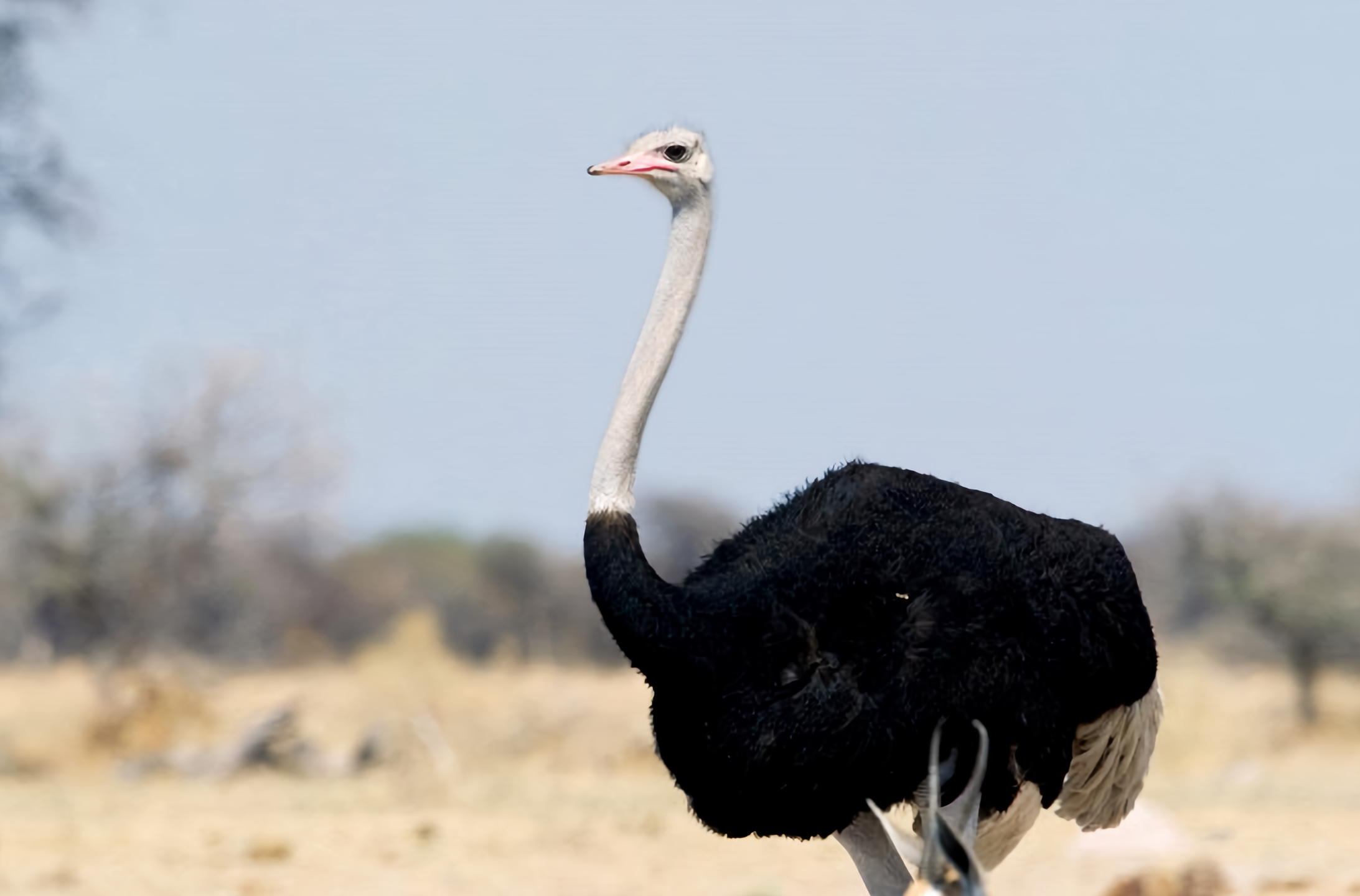 Tajemství ptačích obrů