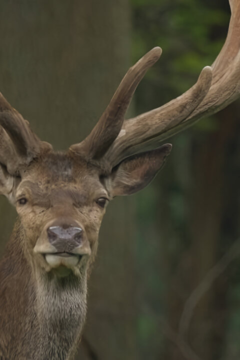 Zvířecí obři Evropy