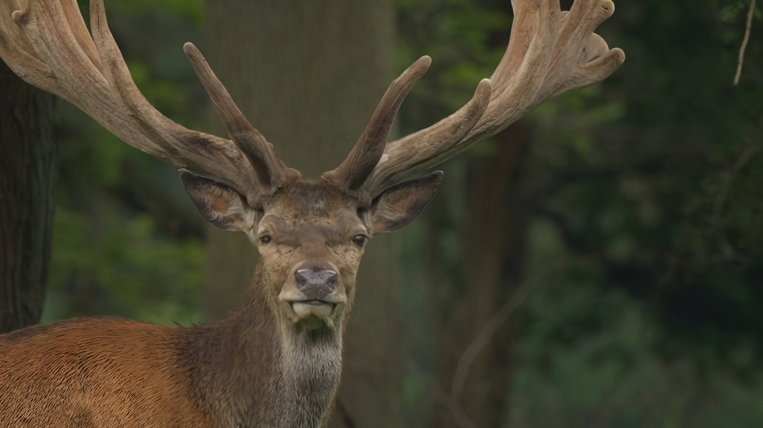 Zvířecí obři Evropy