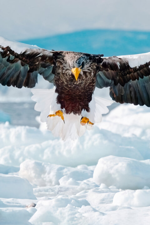 Dárek z ledu: Divoký sever Japonska