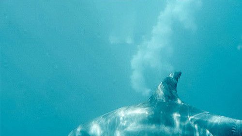 Delfíni v roli terapeutů