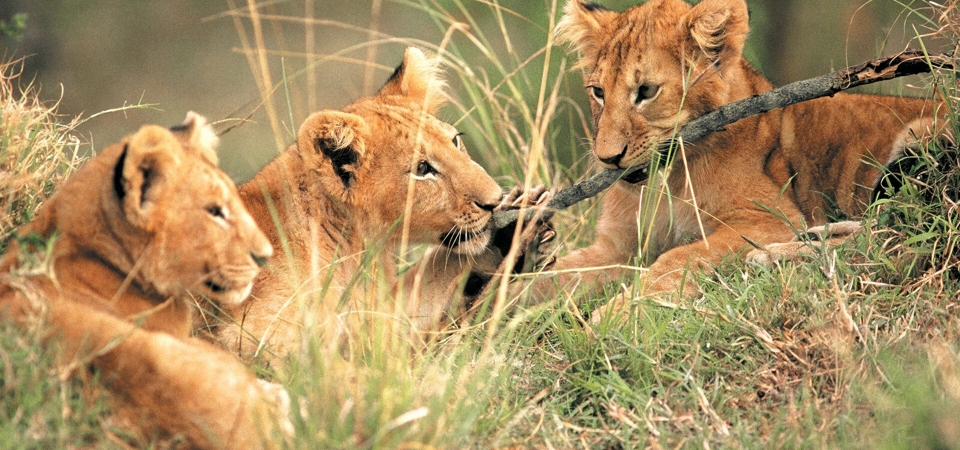 Divočina patří lvům