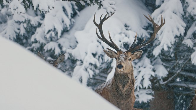 Divoké předhůří Alp