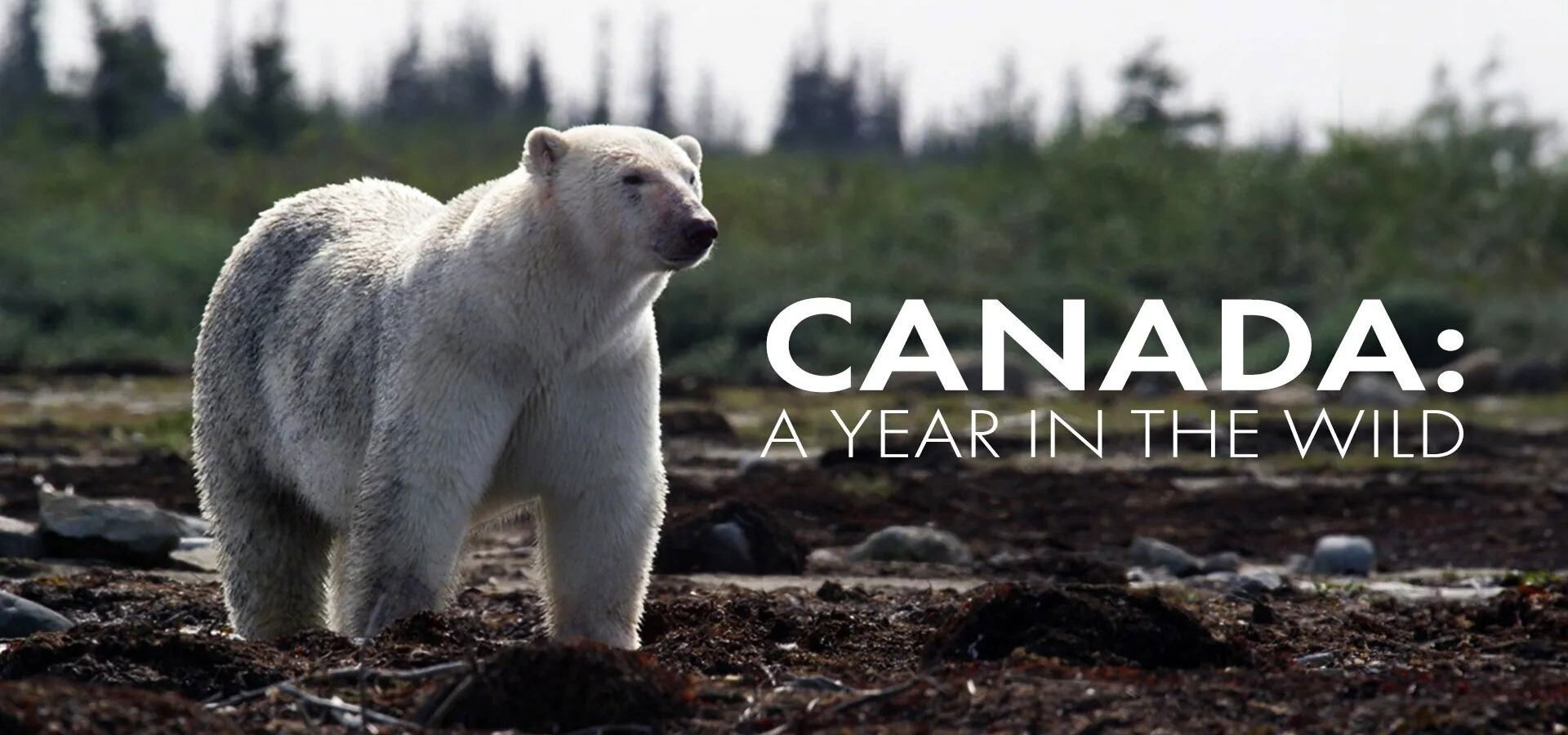 Kanada: Rok v divočině