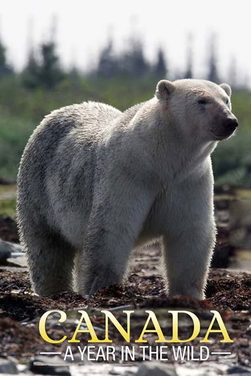 Kanada: Rok v divočině