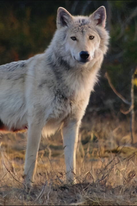 Lesní pohádky bratří Grimmů