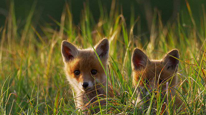 Magický les a mokřady