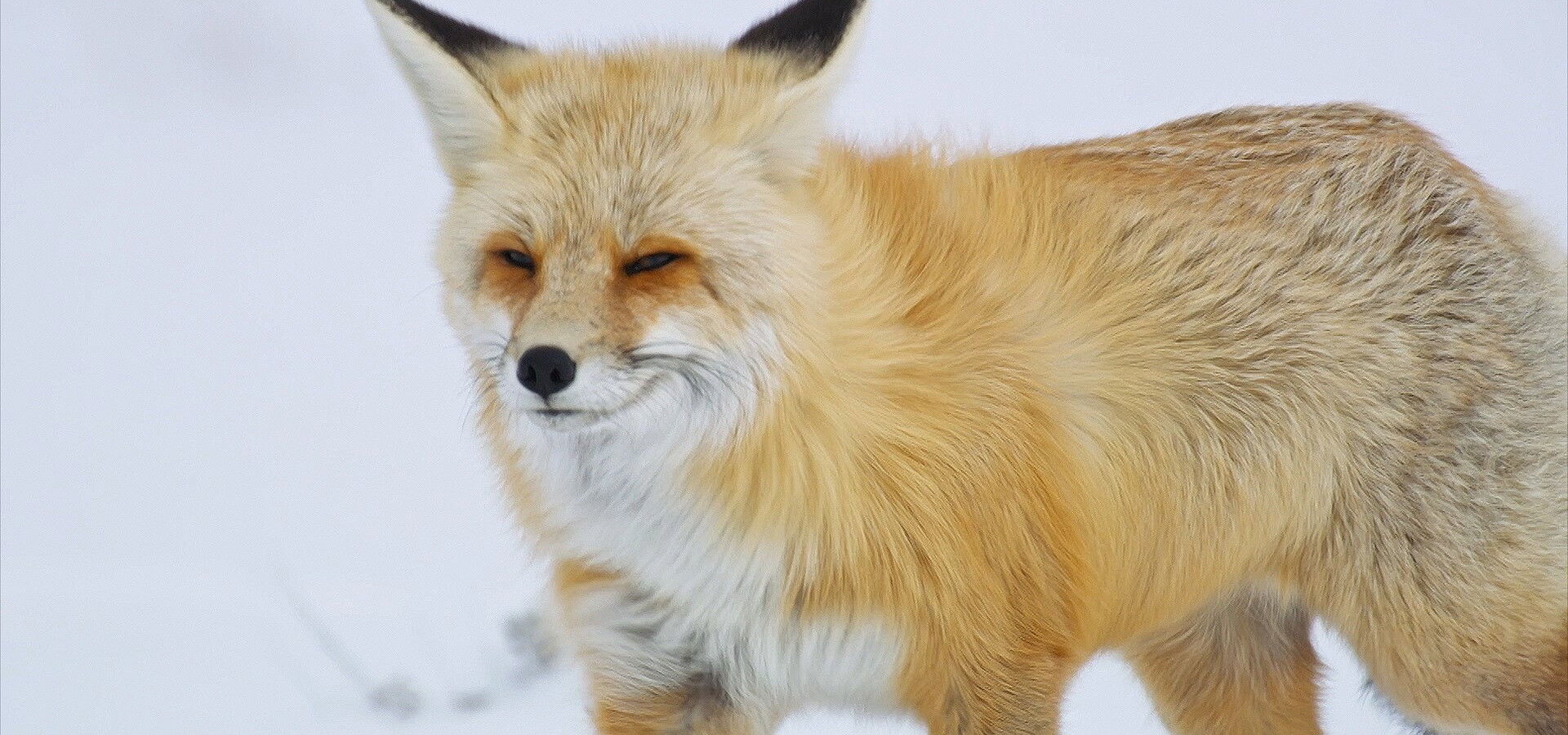 Narozeni ve Skalistých horách