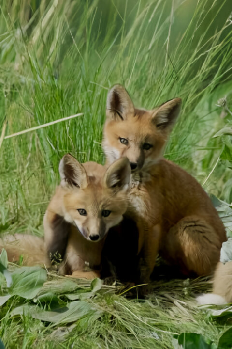 Narozeni ve Skalistých horách