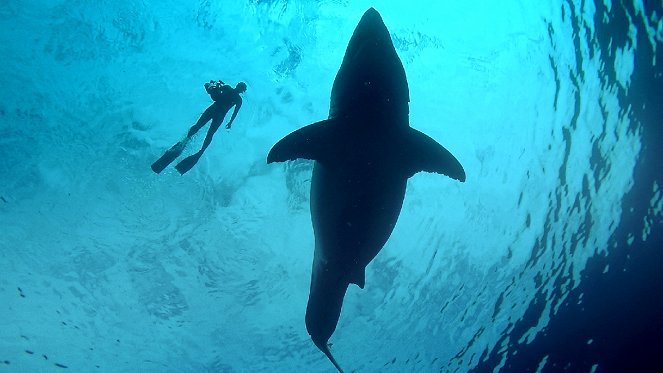 Největší žralok bílý na světě?