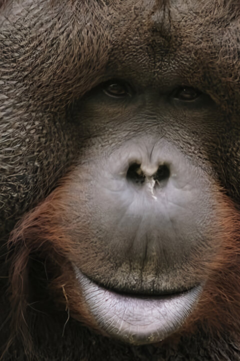 Opice a další primáti – naši nejbližší příbuzní