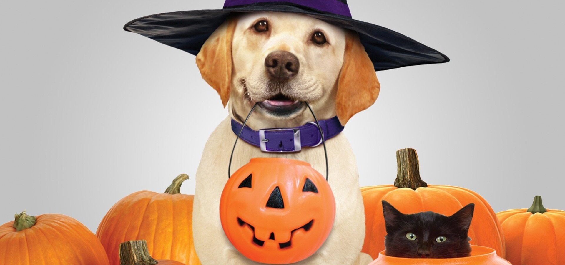 Pes, který zachránil Halloween