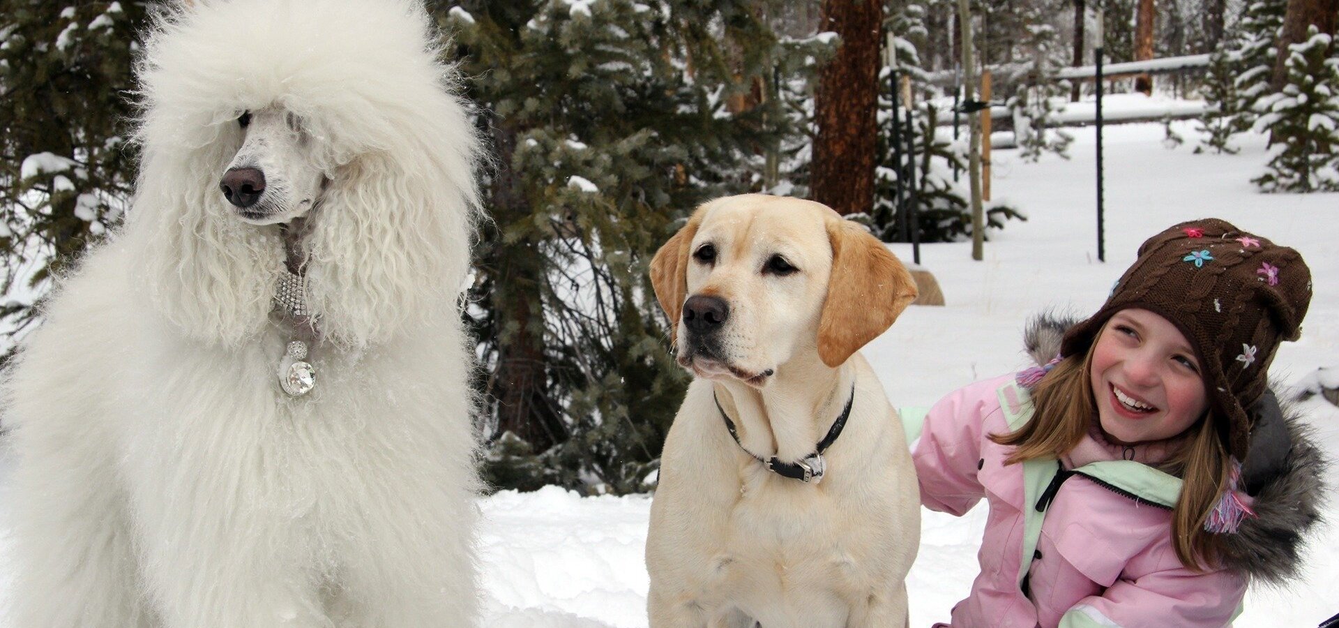 Pes, který zachránil Vánoce