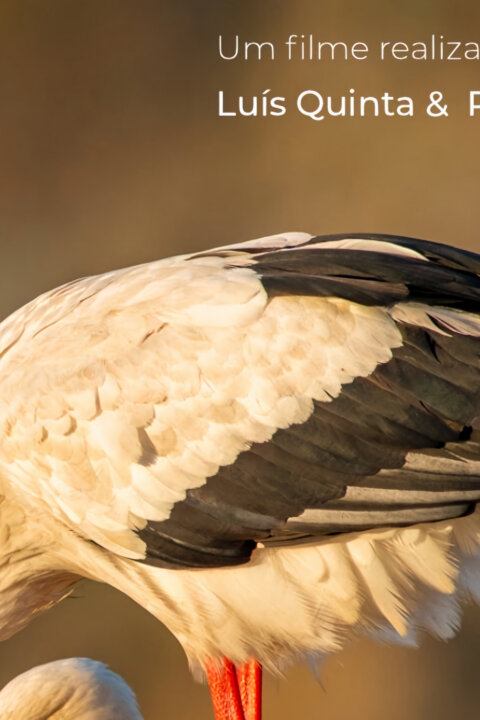 Portugalský jihozápad – pobřeží čápů