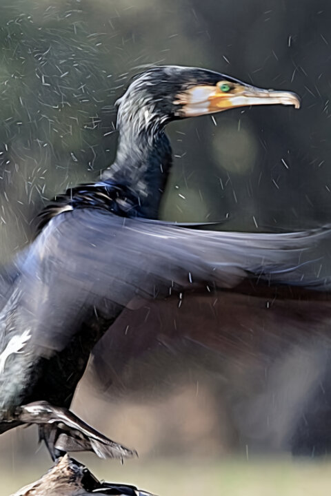 Ráj ptáků na jezeře Kerkini