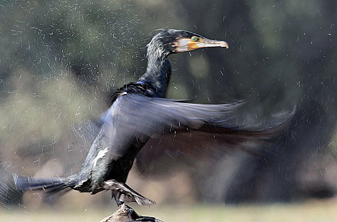 Ráj ptáků na jezeře Kerkini