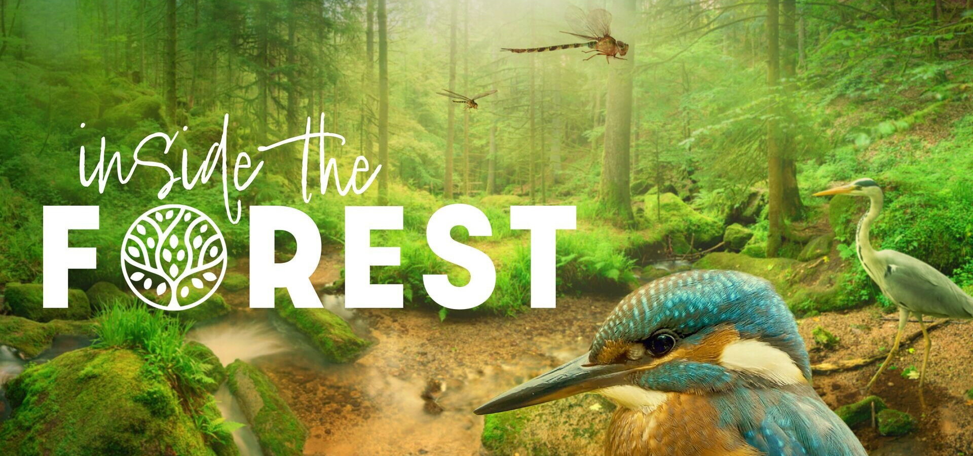 Uvnitř lesa: Období zázraků