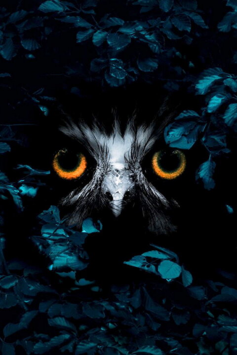 Uvnitř lesa: Období zázraků