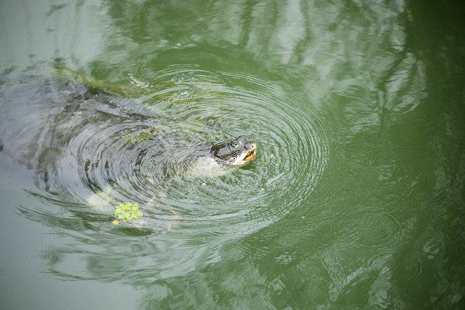 Vzácní přeživší: Legendární čínská divoká zvířata
