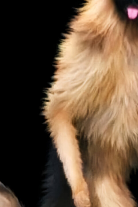 Zábava a sex v životě zvířat