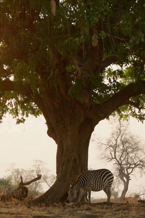 Zebry – hvězdy s pruhy