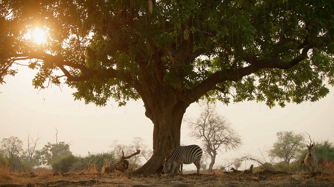 Zebry - hvězdy s pruhy