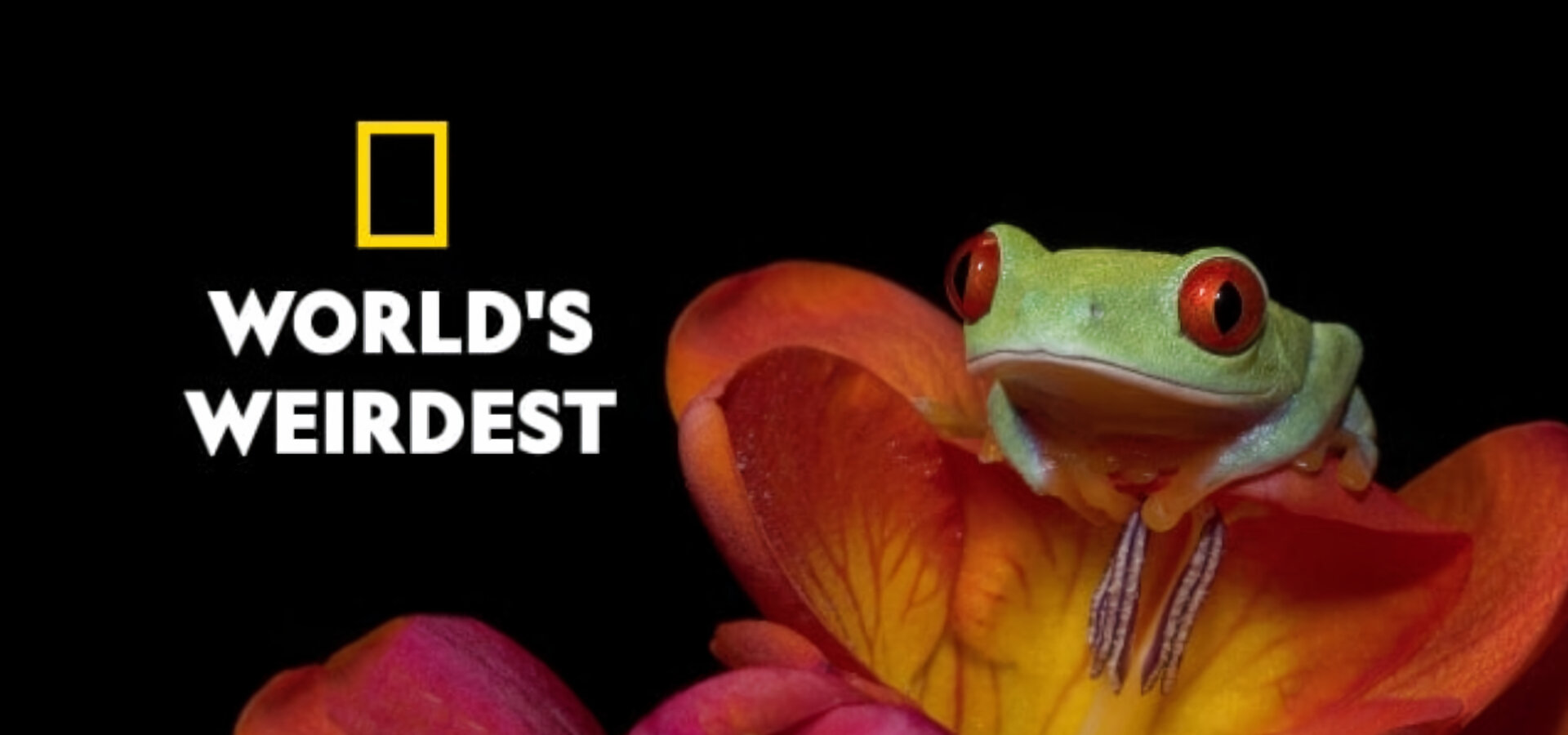 Nejpodivnější zvířata světa