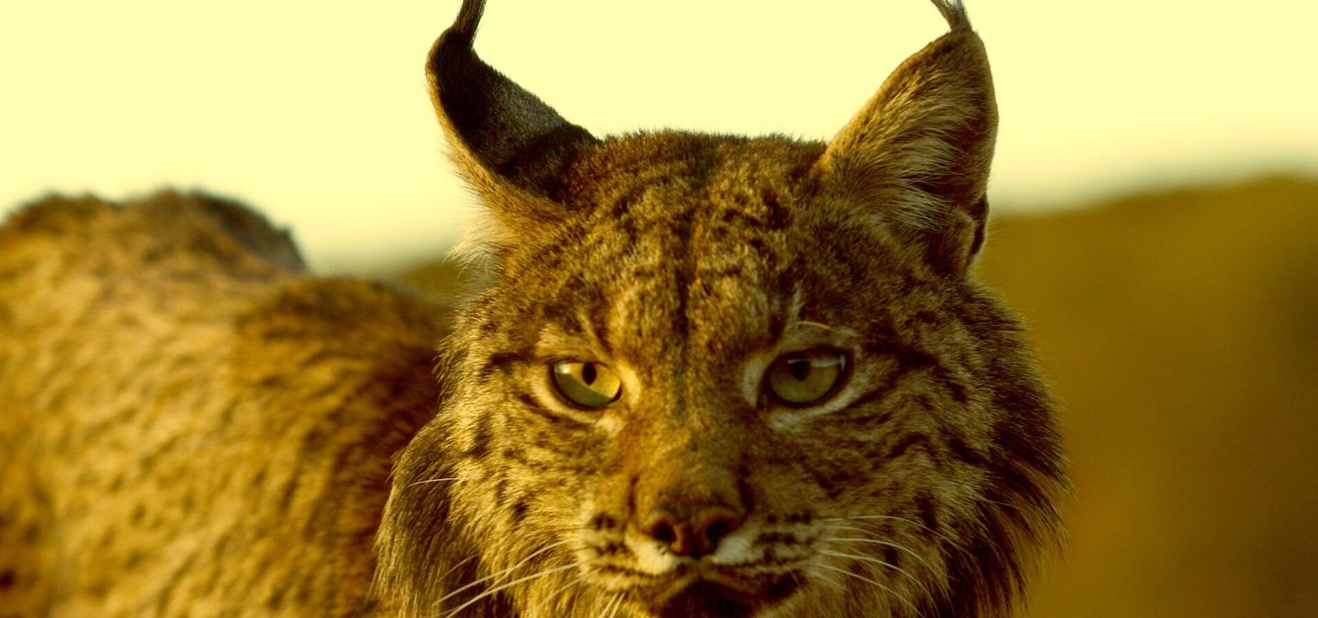 Po stopách divokých psů