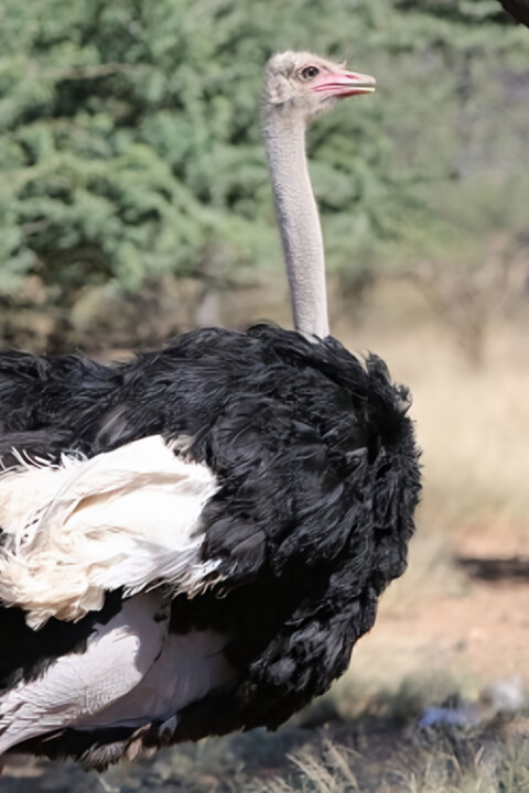 Pštrosi - život v běhu