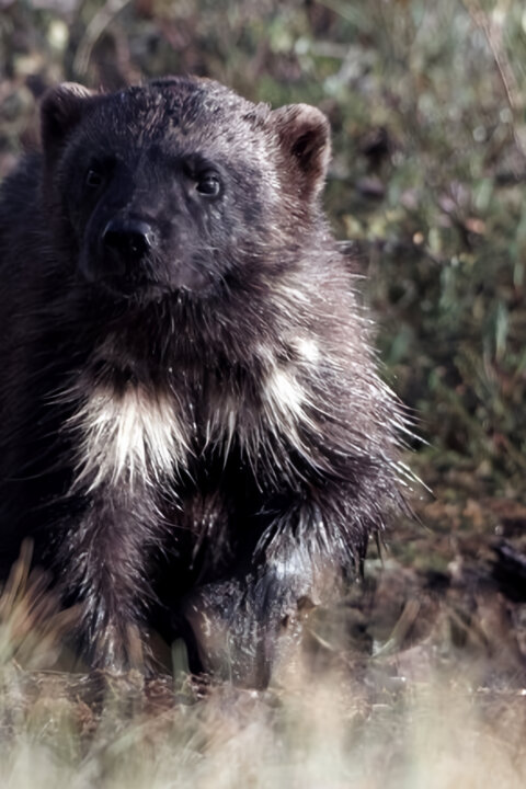 Rosomák - neústupná matka