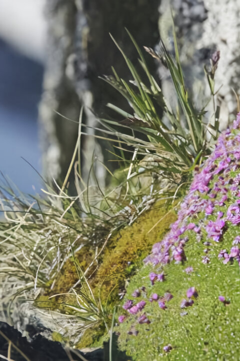 Síla rostlin – tajemný dobyvatel
