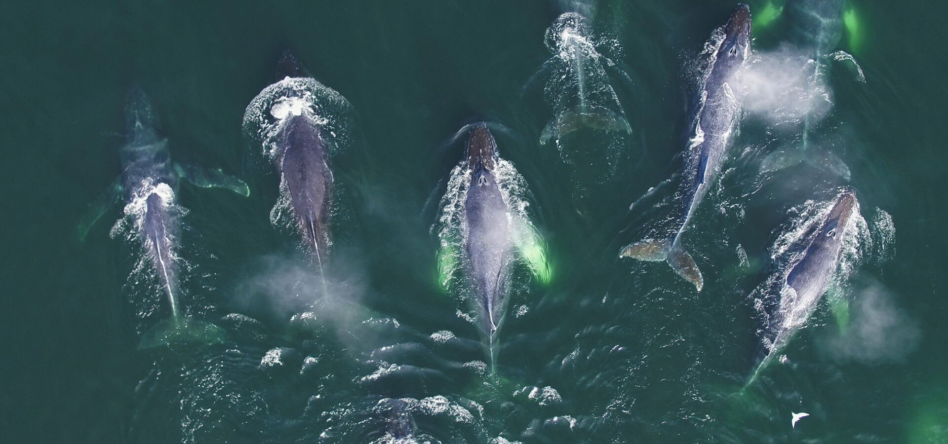 Úžasní mořští predátoři