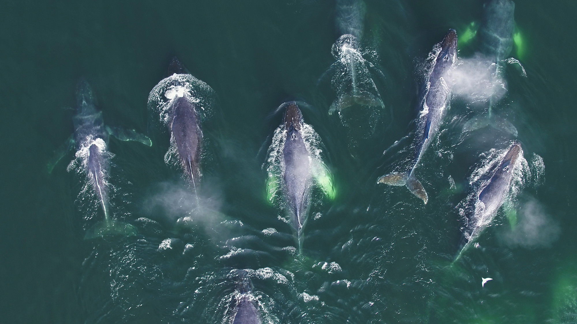 Úžasní mořští predátoři