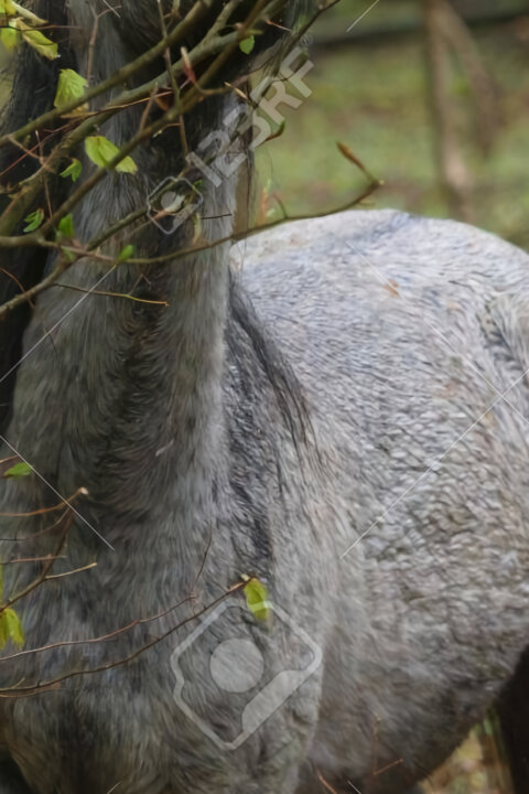 Národní park New Forest