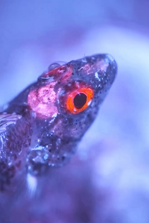 Odhalená tajemství fluorescence